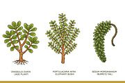 Succulent Illustration Pack, an Illustration by Tekuni (Thumbnail 7 of 13)