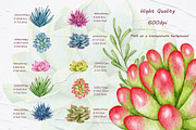 Succulents Watercolor clipart, an Illustration by BarvArt (Thumbnail 8 of 13)