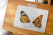 Watercolor Butterfly Clipart, an Illustration by Ksenia Shmakova (Thumbnail 10 of 10)