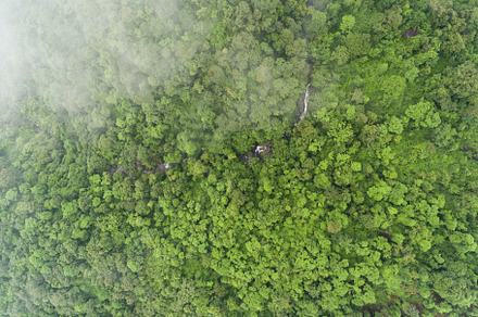Aerial top view green forest featuring forest, green, and view