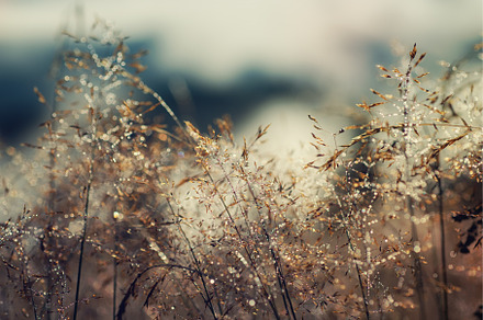 Morning beauty in the meadow, a Nature Photo by Nature and travel
