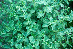A vibrant mint plant displays its, a Nature Photo by darksoul72