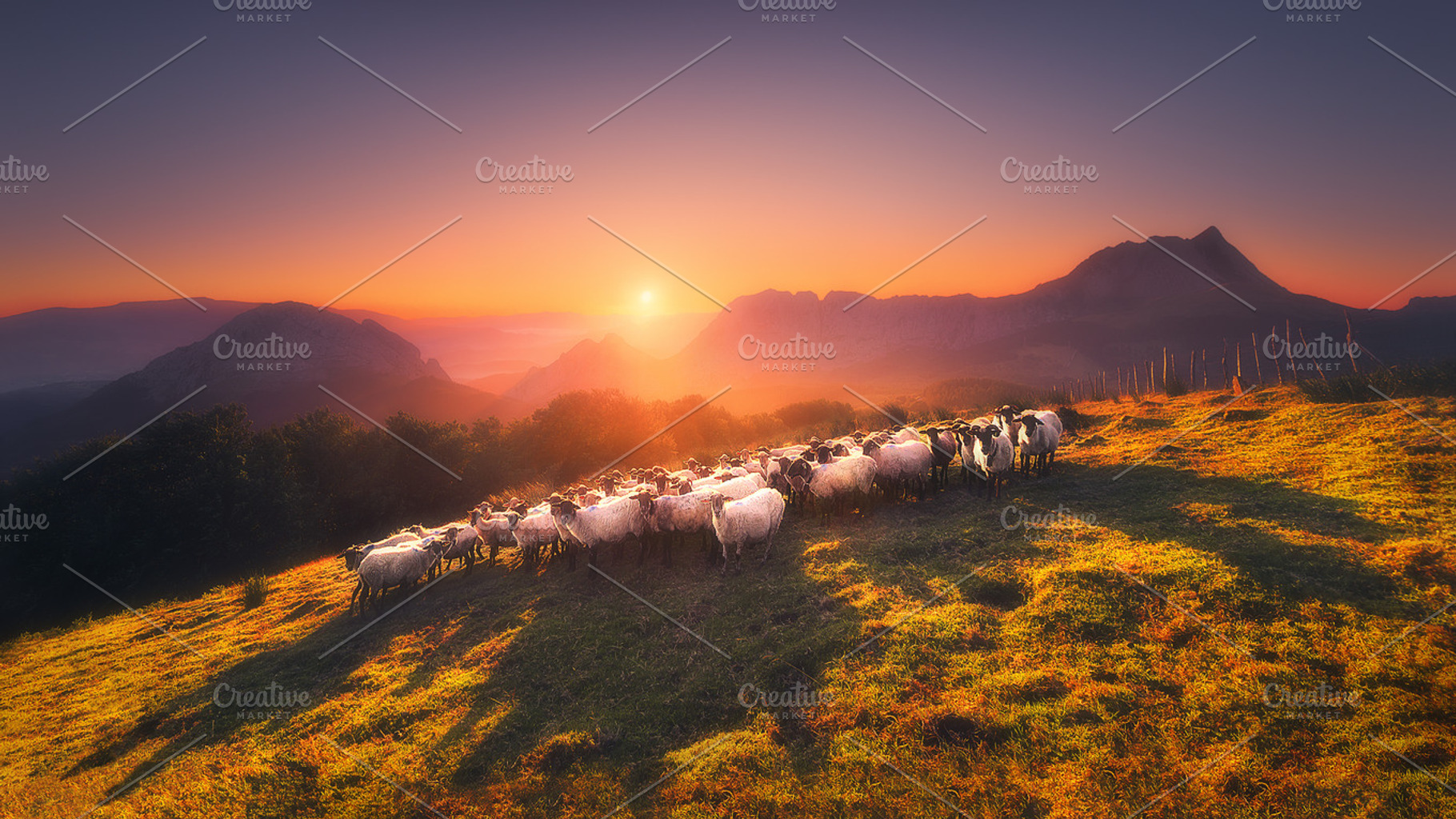 Flock of Sheep in Saibi, an Animal Photo by mimadeo