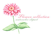Blooming flowers watercolor clipart., an Illustration by SabinaWatercolorArt (Thumbnail 6 of 8)