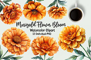 Marigold Flower Bloom Clipart, an Illustration by OK Design (Thumbnail 1 of 5)