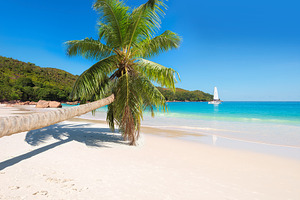 Paradise beach containing beach, palm, and tree