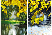 Fall backgrounds featuring colorful, color, and design, a Nature Photo by Fruits+Veggies (Thumbnail 5 of 5)