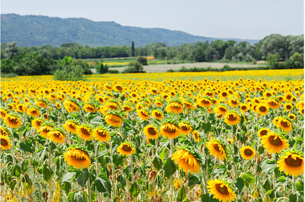 Field of sunflowers, a Nature Photo by Neirfy