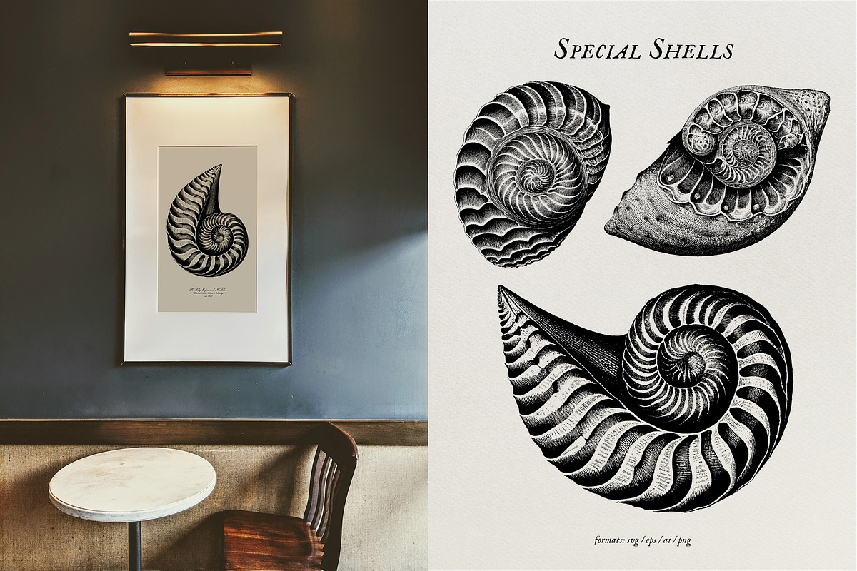 Aquatic Natural History Collection, an Object Graphic by Blixa 6 Studios (Photo 22 of 24)