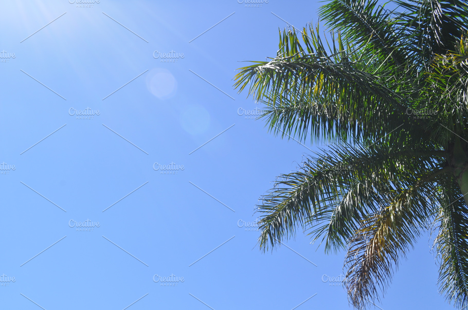 Palm Tree & Sun Flare Tropical Photo, a Nature Photo by Wellington Cove Design