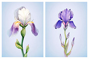 Watercolor iris flowers kit, a Texture Illustration by Sundra (Thumbnail 7 of 9)