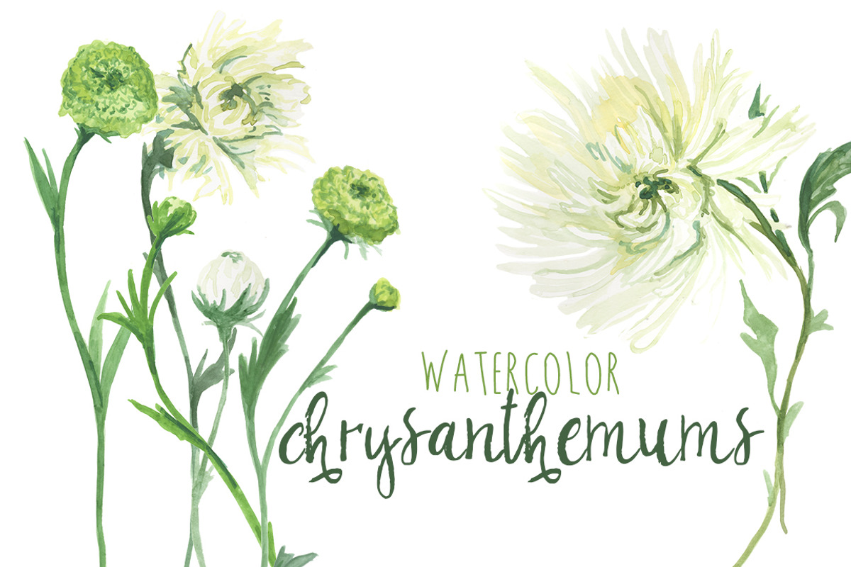 Watercolor Chrysanthemums & Dahlias, an Illustration by Digital Press Creation