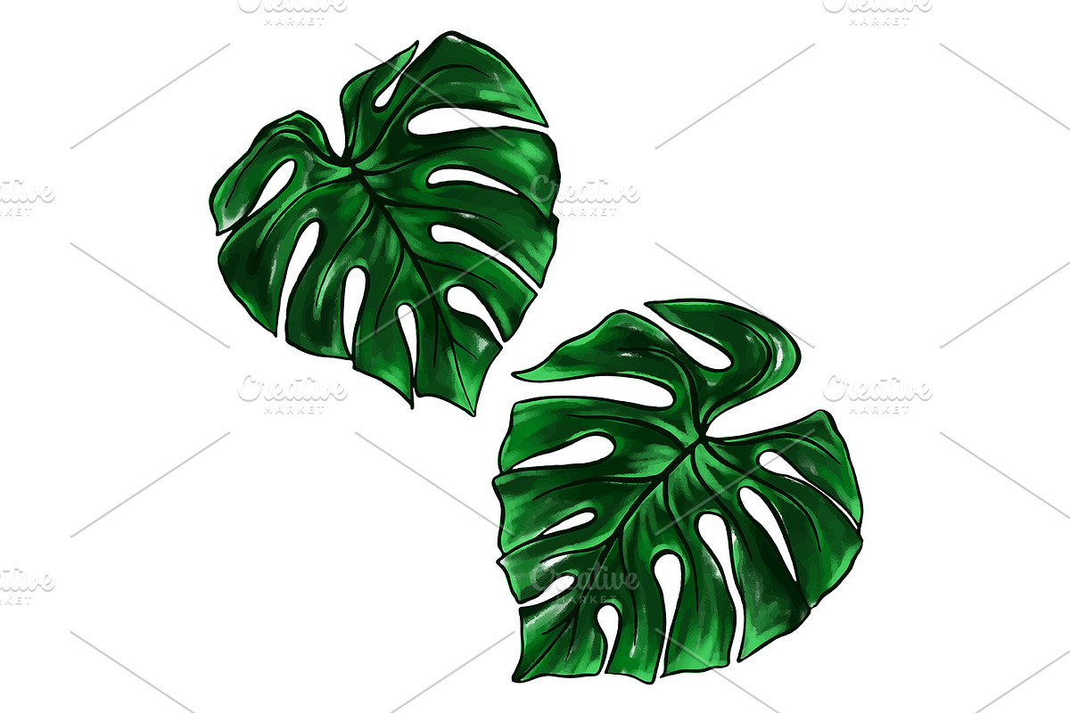 Green monstera palm ink art vector, a Decorative Illustration by Art By Silmairel