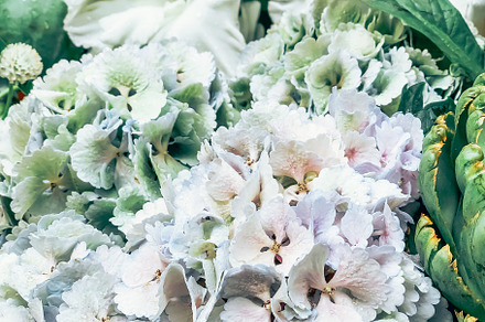 Hydrangea flowers on french market, a Nature Photo by Dvoevnore photos