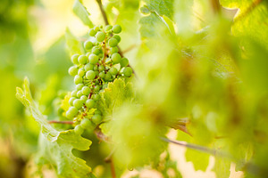 Vine 3 containing vine, woodbine, and woodbind