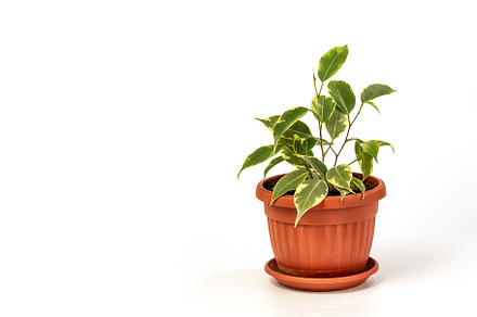Ficus benjamina in pot