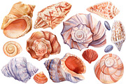 Seashells and fish, watercolor, an Animal Illustration by Hanna Hryharenka (Thumbnail 16 of 20)