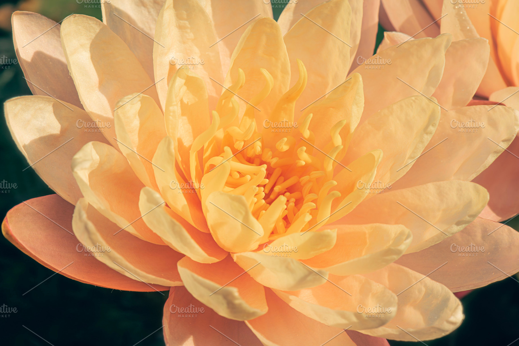 Peach Water Lily, a Nature Photo by Rob D Animal Photography