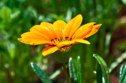 Gazania containing background, beautiful, and beauty, a Nature Photo by Benjaminlion