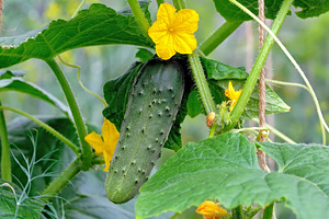 Green cucumber on a branch stock photo containing cucumber and cucumbers
