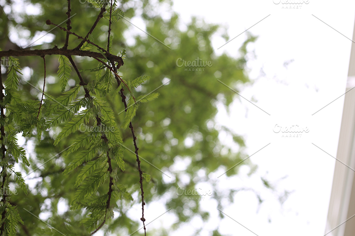 MEGA PhotoPack 50+ Nature Photos, a Nature Photo by Crusader12 (Photo 4 of 5)
