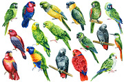 Tropical birds watercolor clipart, an Animal Illustration by Hanna Hryharenka (Thumbnail 7 of 12)