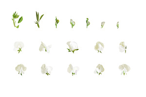 Vector Object Brushes. Sweet Pea.