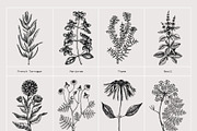 25 Medicinal Herbs Vector Collection, a Healthcare Illustration by Yevheniia (Thumbnail 9 of 11)
