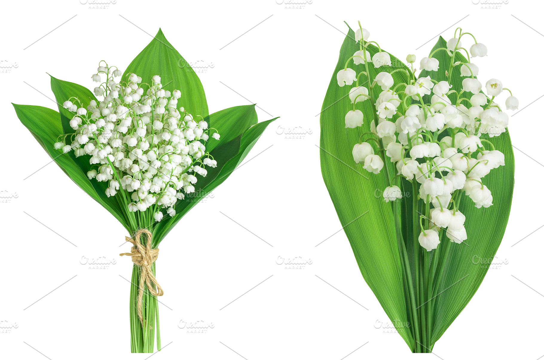 Lilly of the valley flowers isolated, a Nature Photo by NataPhoto
