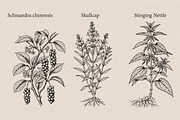 30 Medicinal Herbs & Plants, a Decorative Illustration by Gonez Studio (Thumbnail 10 of 19)