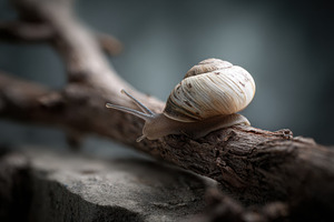 Snail Shell on Fallen Branch, an Animal Photo by Virgo Studio