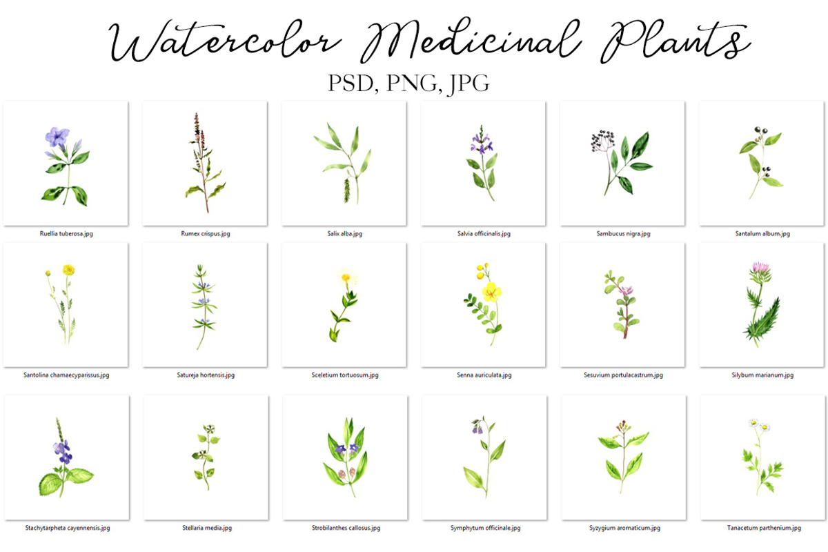 Watercolor Medicinal Plants, a Healthcare Illustration by cat_arch_angel (Photo 5 of 7)