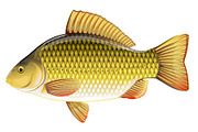 Crucian carp set, an Animal Illustration by Oceloti (Thumbnail 2 of 3)