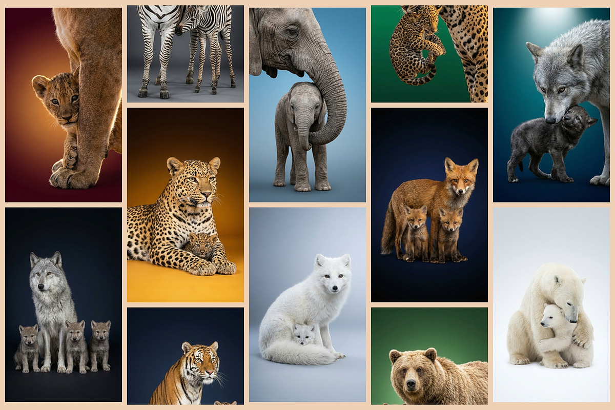 Wild Icons. Animals parents., an Animal Photo by AI Petr Creative Agency (Photo 3 of 7)