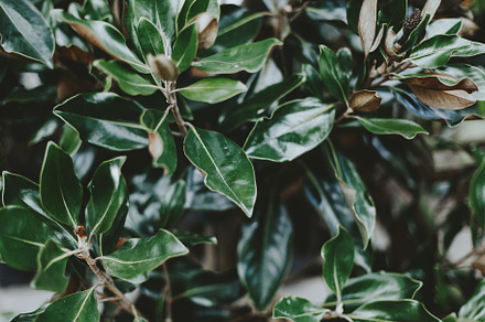 Array of Magnolia Leaves