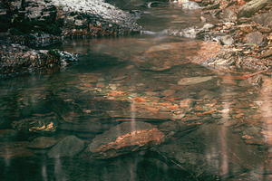 Cedar Creek in Bellbird Grove, an Animal Photo by Rob D Animal Photography