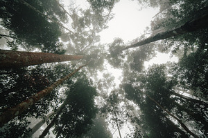 Tree tops stock photo containing tree and tops