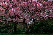 Japanese Cherry Blossom Photo Bundle, a Nature Photo by Silent Nature (Thumbnail 2 of 10)