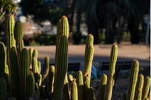 Green cactus plants thriving in warm, a Nature Photo by volodymyrshtun13795