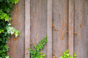 Ivy Wall Frame, a Background Photo by THP Creative
