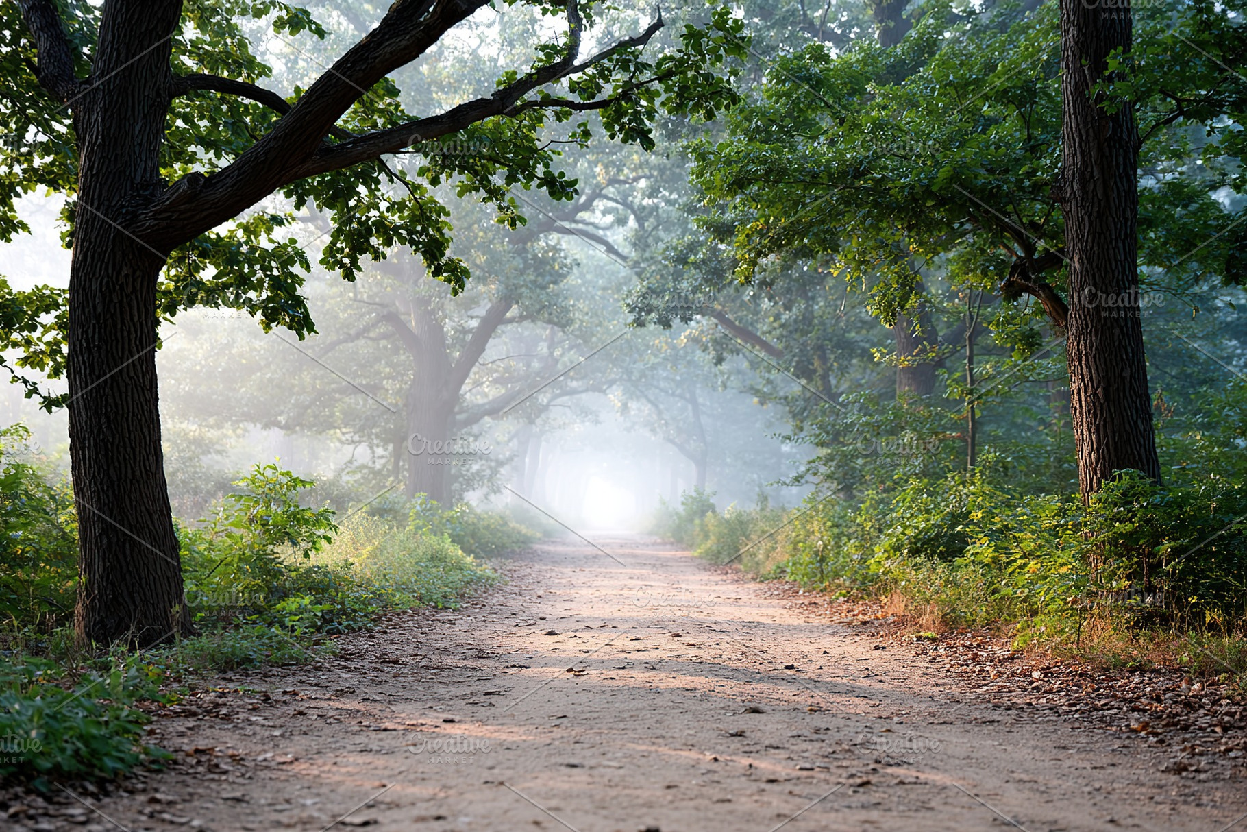 Inviting empty walking trail in a serene forest during early morning mist, a Photo by AlyaAnd