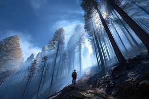 Forest recovery after wildfire with charred trees and misty atmosphere in a rem, a Nature Photo by AlyaAnd