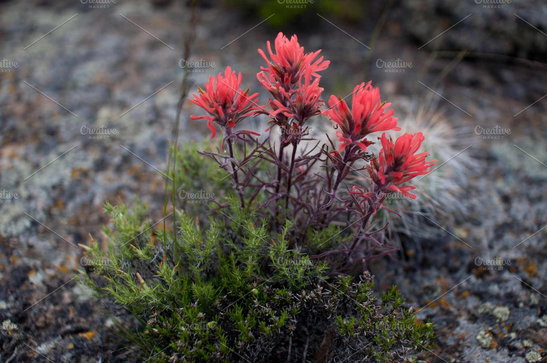 Indian Paintbrush On The Rocks