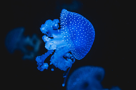 Jellyfish featuring aquarium, fish, and aquatic