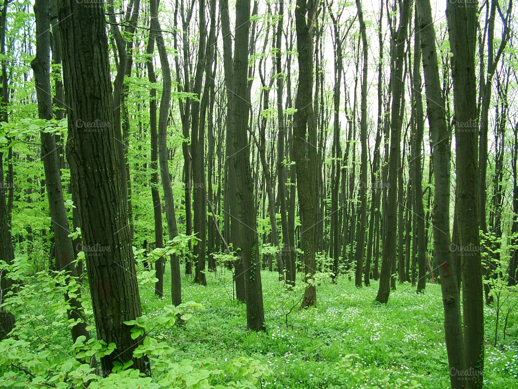 Forest Containing Forest Green And Nature