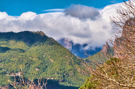 Pine forest in the mountaions of  La Palma, a Photo by Peopleimages.com