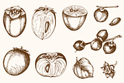 Sweet Persimmon Fruit Vintage Kit, a Food Illustration by Artspace (Thumbnail 2 of 6)