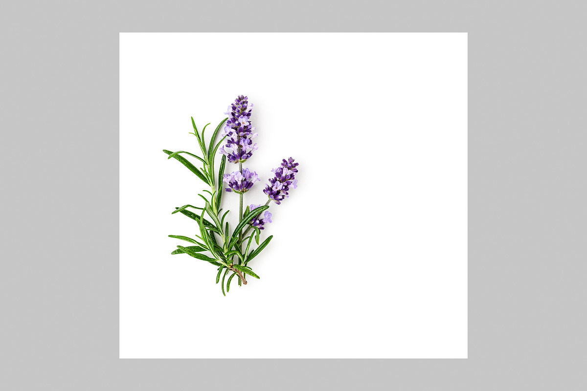 Lavender Herb Photo Pack, a Nature Photo by ifiStudio (Photo 3 of 14)