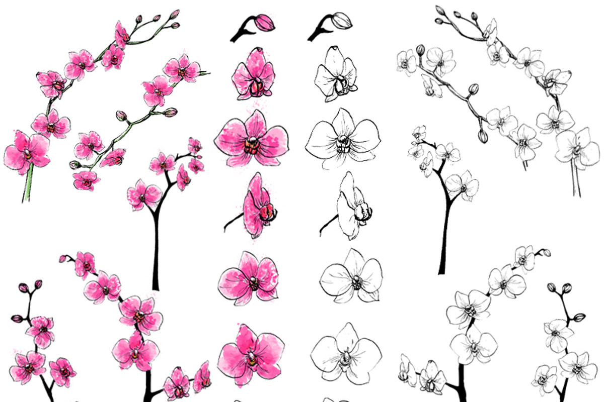 Vector Watercolor Orchid, a Decorative Illustration by Dora Katona (Photo 3 of 4)