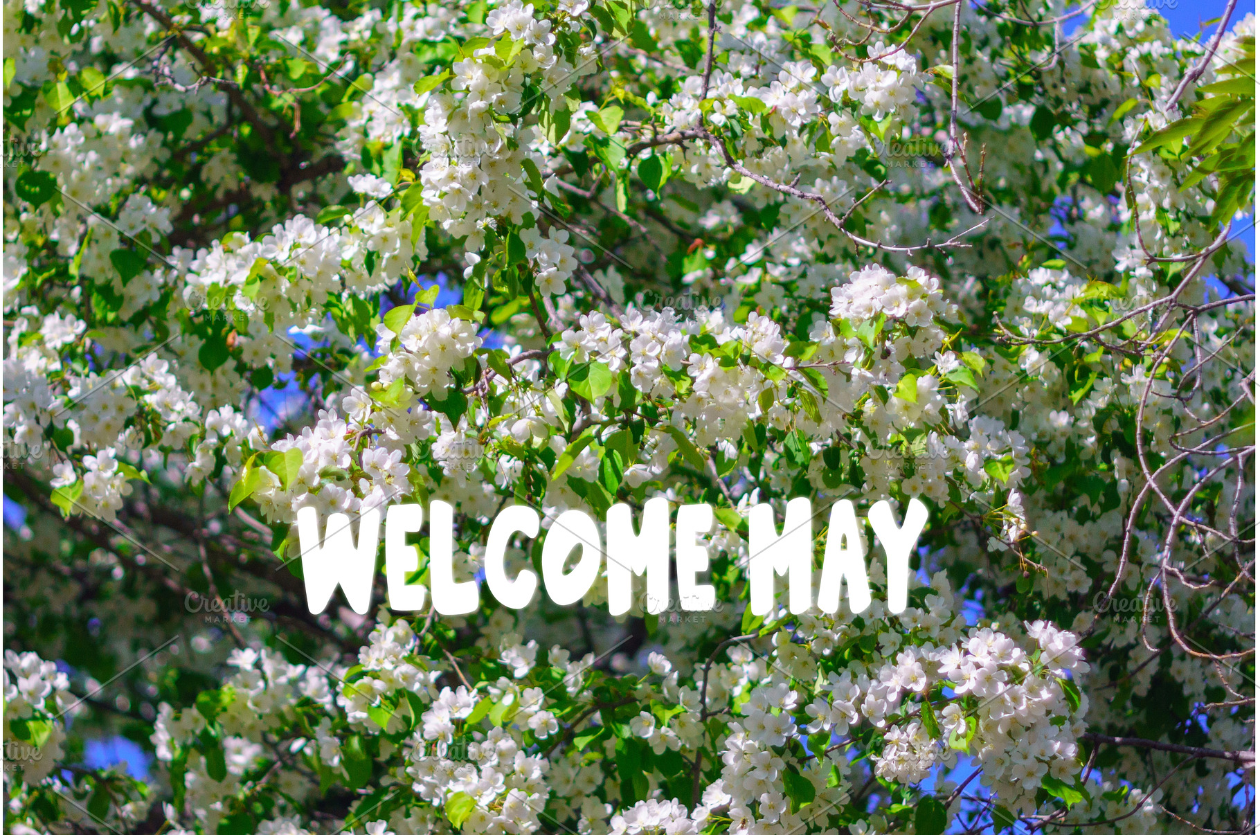 Welcome may, Sun shining through the, a Nature Photo by darksoul72